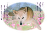 ジェニファーちゃんのメモリアル写真　ペット葬儀日：２０１０年７月７日　千葉県よりご依頼